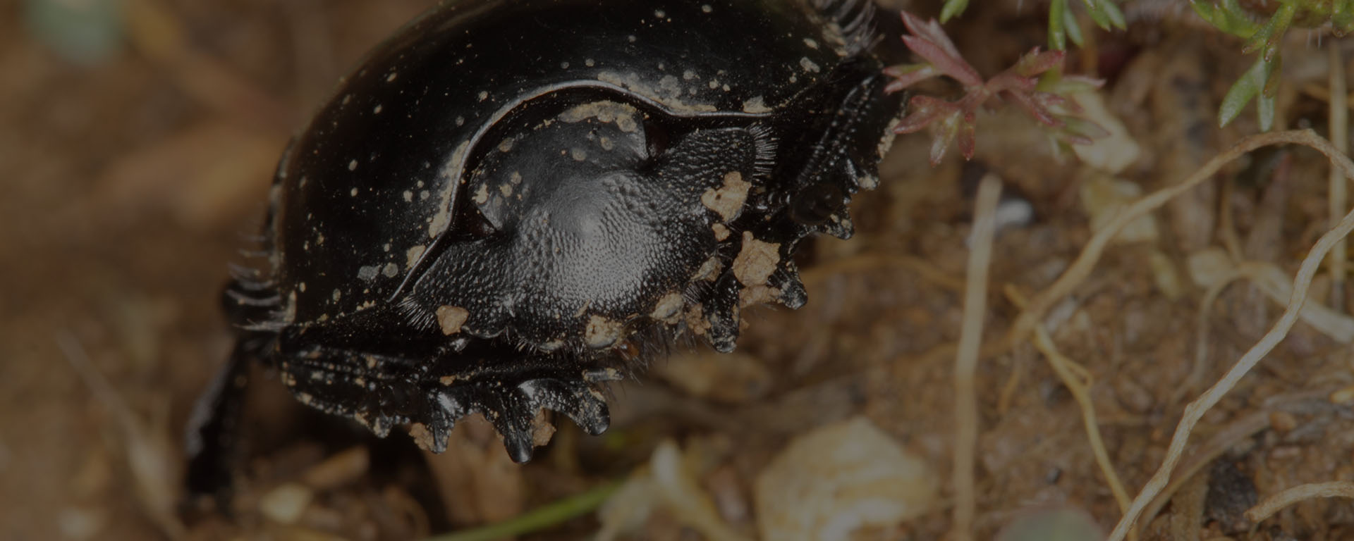 Dung beetles on a coastal reserve [Western Europe] – Rewilding