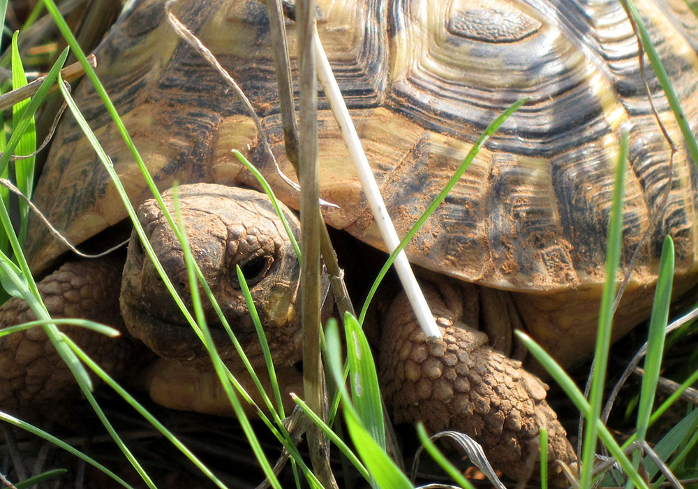 Helping Catalonia’s only tortoise [Southern Europe] – Rewilding Successes